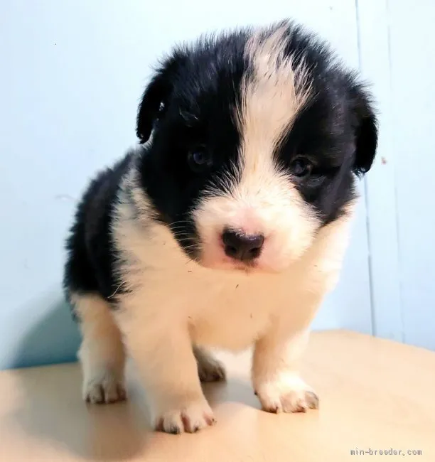 ID:2101-02785の子犬