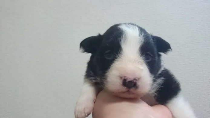 ID:1504-01157の子犬