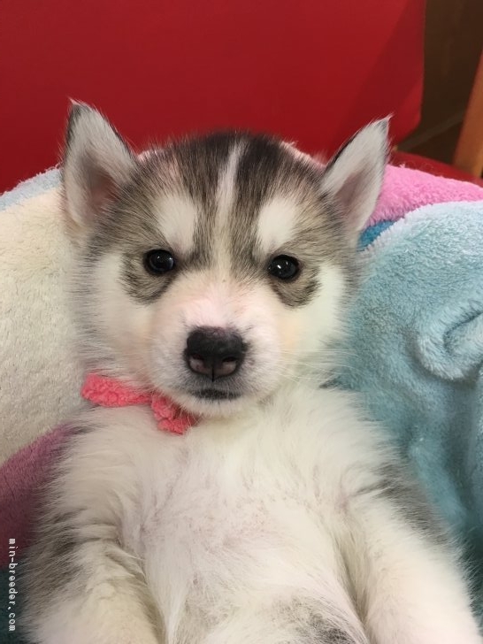 こする 取り付け 弱い シベリア ン ハスキー 子犬 かわいい Webingworks Net