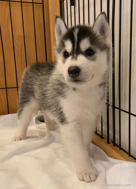 ID：2110-02449の子犬