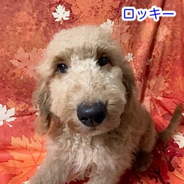 ラブラドゥードルF1b2(プードル×ラブラドゥードルF1b)【千葉県・男の子・2025年7月19日・ゴールド】の写真「明るい性格で人懐こい子です」