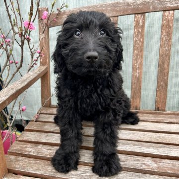 ミックス(プードル×ミックス)【千葉県・男の子・2024年12月15日・黒】の写真「おしゃべりな甘えん坊🩵」