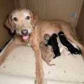 ラブラドゥードルF1b2(プードル×ラブラドゥードルF1b)【千葉県・男の子・2025年7月19日・ブラック】の写真3「出産直後の母子」