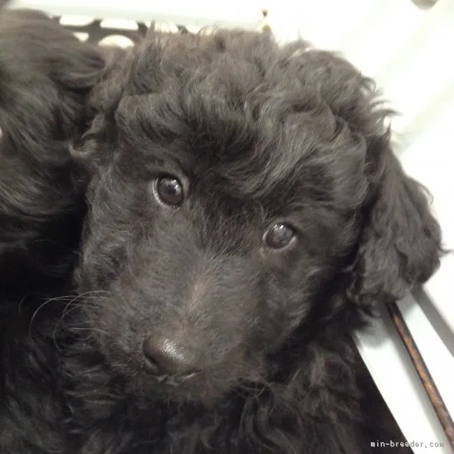 マロファミリー 様のお迎えした子犬