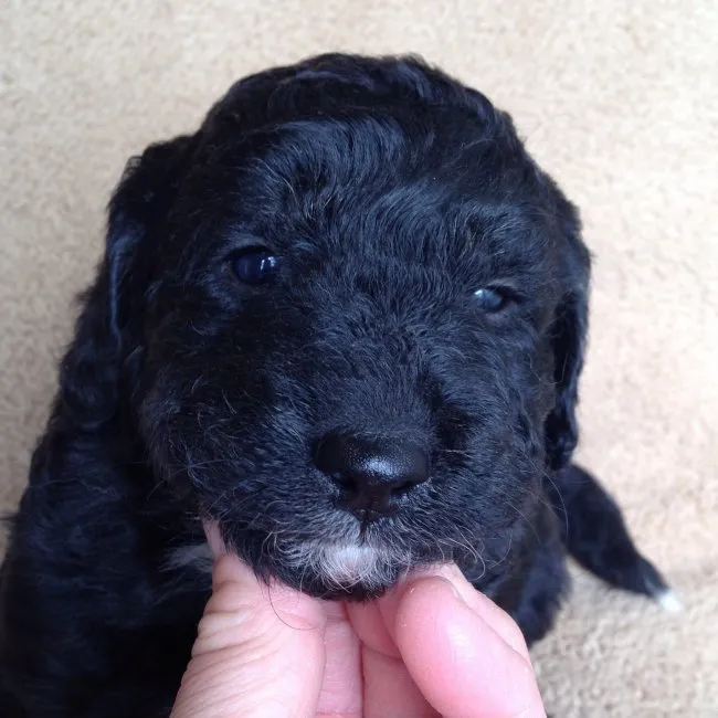 spicasnoopy 様のお迎えした子犬