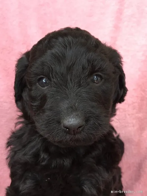 ID:1705-01519の子犬