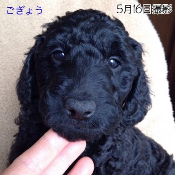 ラブラドゥードル【千葉県・男の子・2016年3月27日・黒】の写真「抜け毛が少なく可愛くて賢い最高の家庭犬です！」