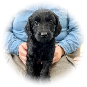 ラブラドゥードルF1b2【千葉県・男の子・2024年3月28日・ブラック】の写真「おっとりのんびりした性格です💚」