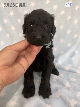 ゴールデンドゥードル  F1b【千葉県・男の子・2019年4月23日・ブラック】の写真「おっとり、のんびりしたおチビの長男です。」