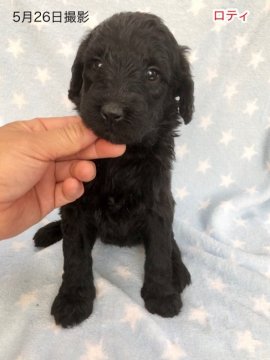 ゴールデンドゥードル  F1b【千葉県・女の子・2019年4月23日・ブラック】の写真「ツヤツヤのウェイビーヘアの女の子」