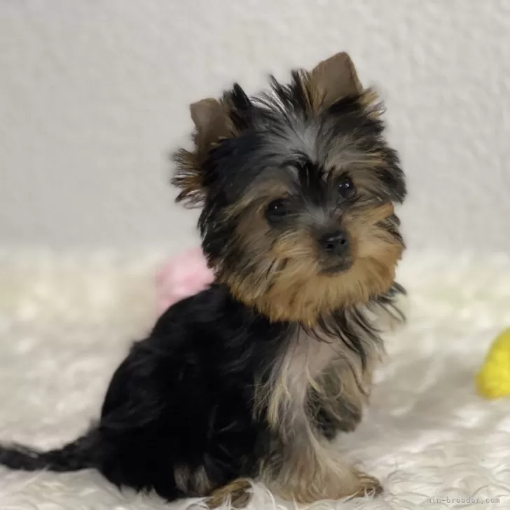 M.M 様のお迎えした子犬