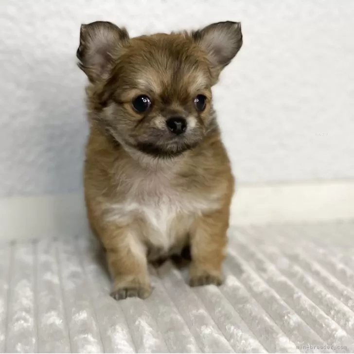 s 様のお迎えした子犬