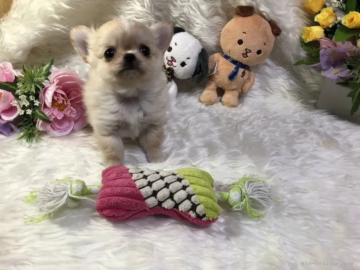 きび 様のお迎えした子犬