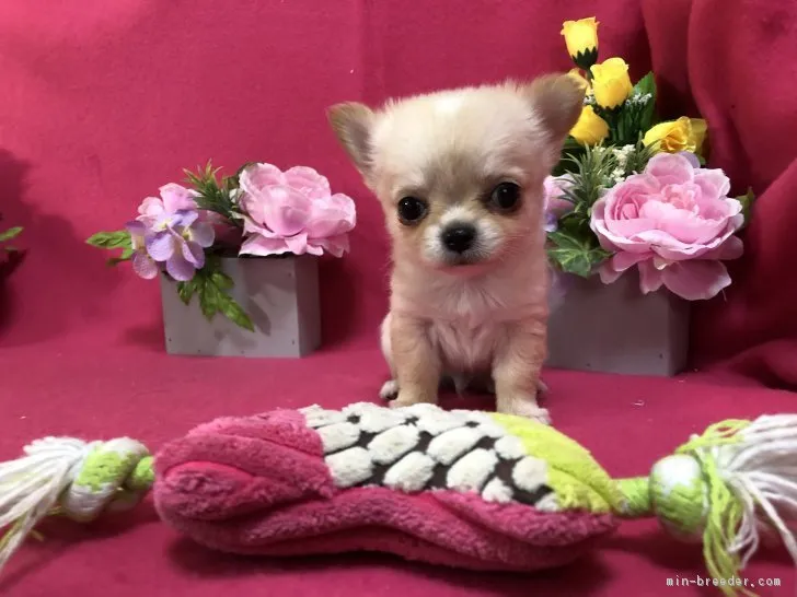 なんちゃん 様のお迎えした子犬