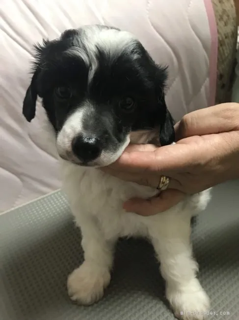 ID：1908-02896の子犬