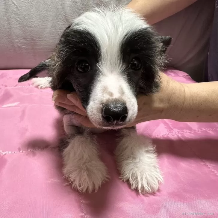 ID：2407-08021の子犬