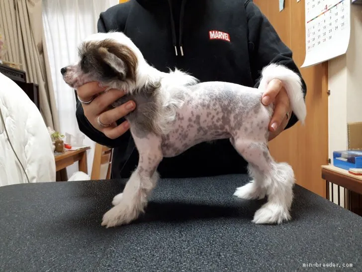 ID:2003-01814の子犬