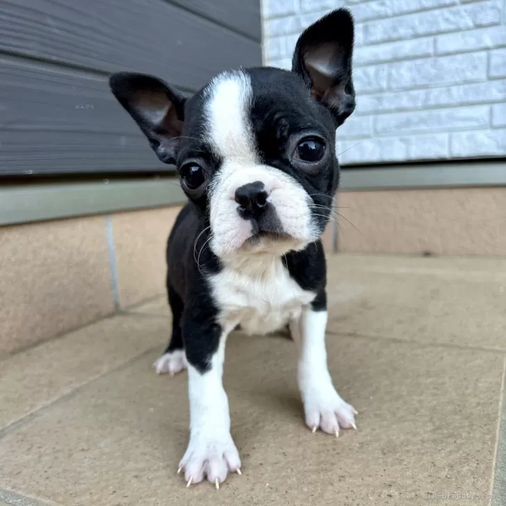 K.N 様のお迎えした子犬