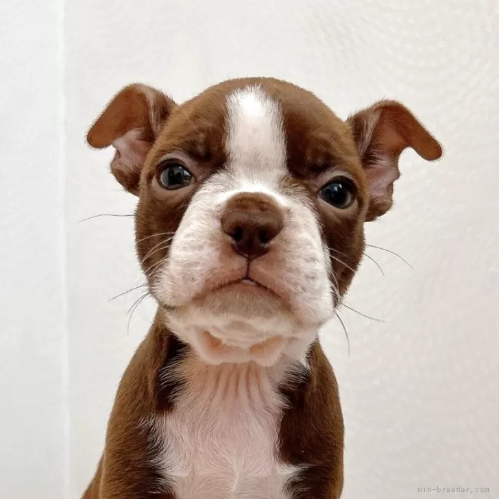 ID：2509-06513の子犬