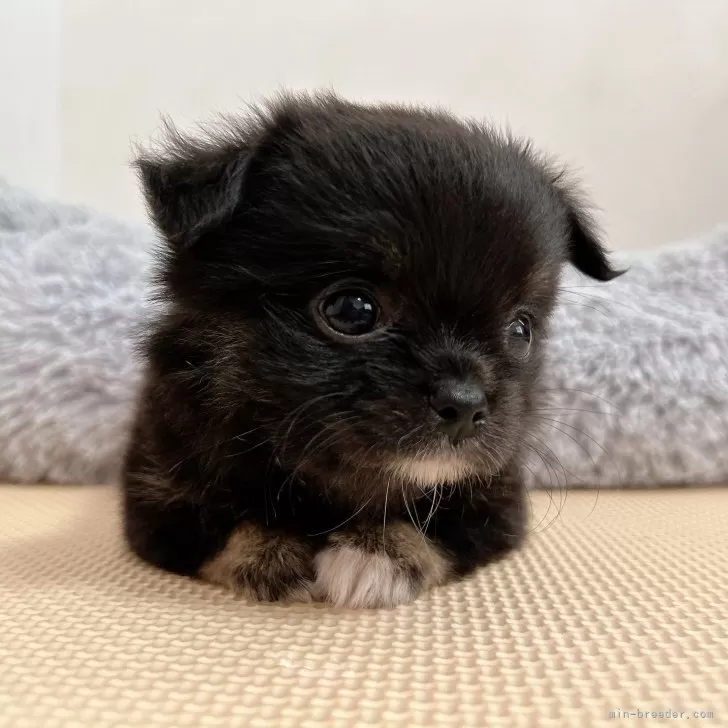 ID:2509-00151の子犬