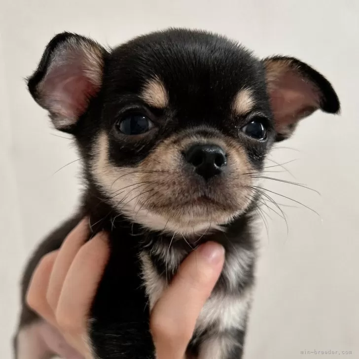 ID:2508-05538の子犬