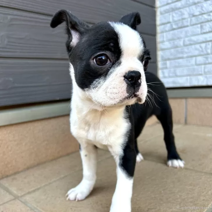 ID:2502-00575の子犬