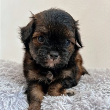 チワプー(トイプードル×チワワ)【千葉県・男の子・2025年9月13日・ブリンドル】の写真「珍しいブリンドルカラーのチワプーくん😳」