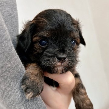 チワプー(トイプードル×チワワ)【千葉県・男の子・2025年9月13日・ブリンドル】の写真「珍しいブリンドルカラーのチワプーくん😳」