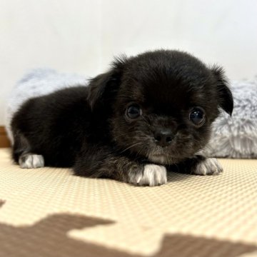 チワワ(ロング)【千葉県・男の子・2025年3月27日・ブラック&ホワイト】の写真「つぶらな瞳の可愛い男の子🥹💕」