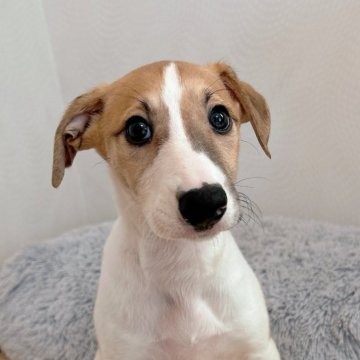 ウィペット【千葉県・男の子・2025年9月15日・フォーン&ホワイト】の写真「兄弟の中で一番大きい男の子💕」