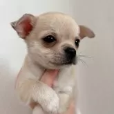 チワワ(スムース)