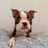 ボストンテリア