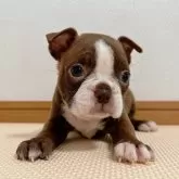 ボストンテリア