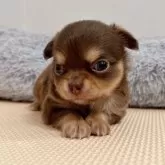 チワワ(ロング)【千葉県・女の子・2025年9月13日・チョコレートタン】の写真7「笑ったようなお顔😳」