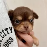 チワワ(ロング)【千葉県・女の子・2025年9月13日・チョコレートタン】の写真8「会いに来てね✨」