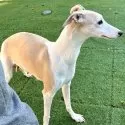 ウィペット【千葉県・男の子・2025年1月1日・フォーン&ホワイト】の写真9「ティファママ　美犬ちゃんです🥰薄い綺麗なフォーン🩷」