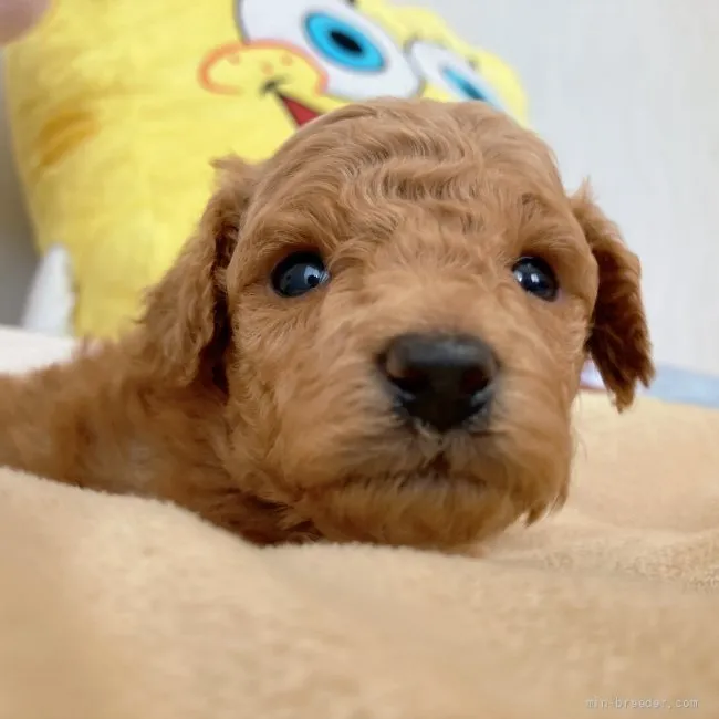 ID：2204-04257の子犬