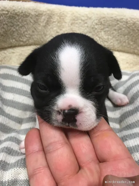 ID:1808-02700の子犬