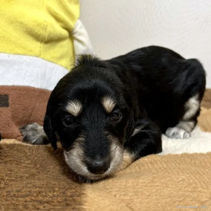 ID:2303-05195の子犬