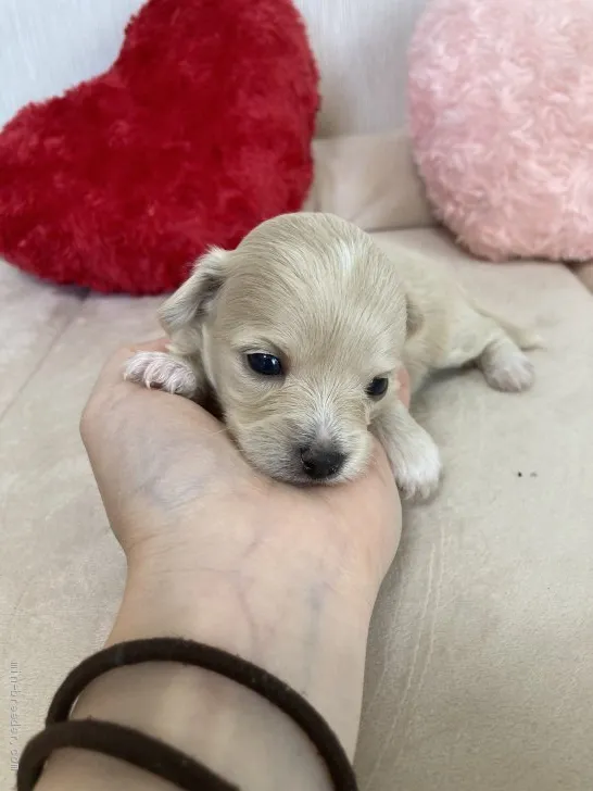 ID:2105-00288の子犬