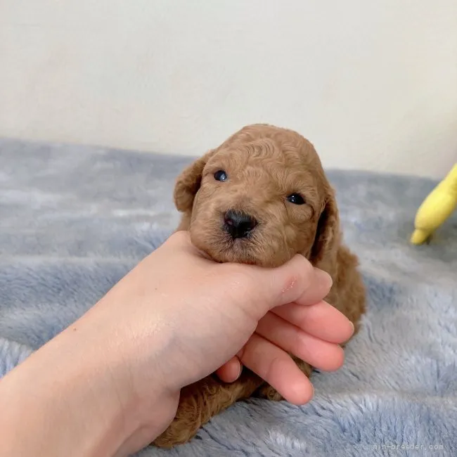 ID：2204-04250の子犬