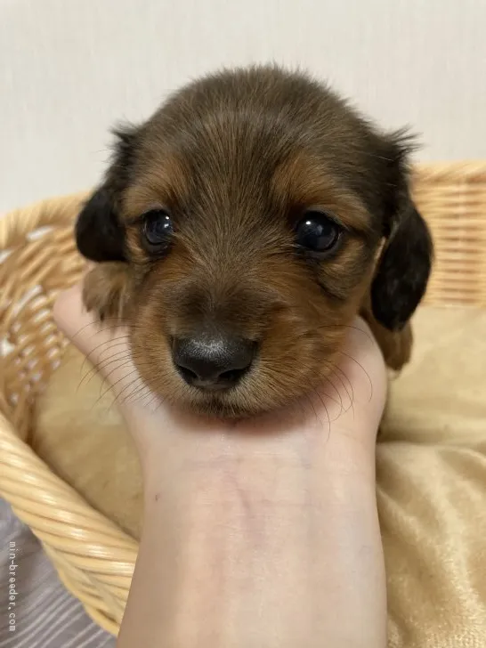 ID:2007-02377の子犬