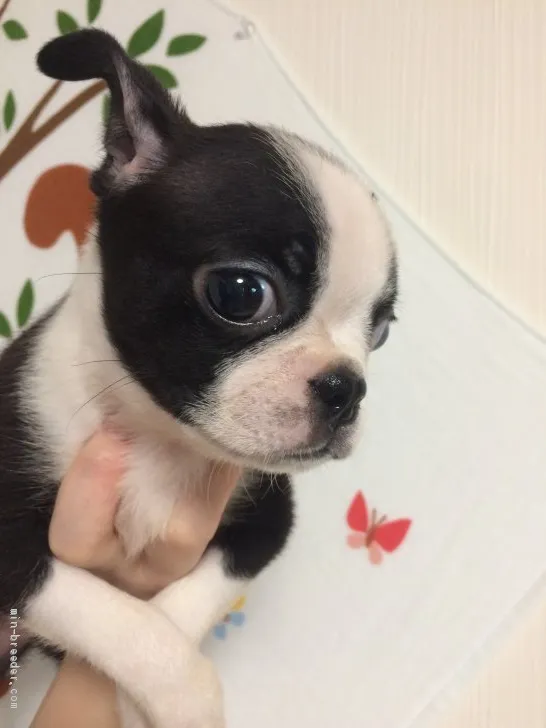 ID：1907-00831の子犬