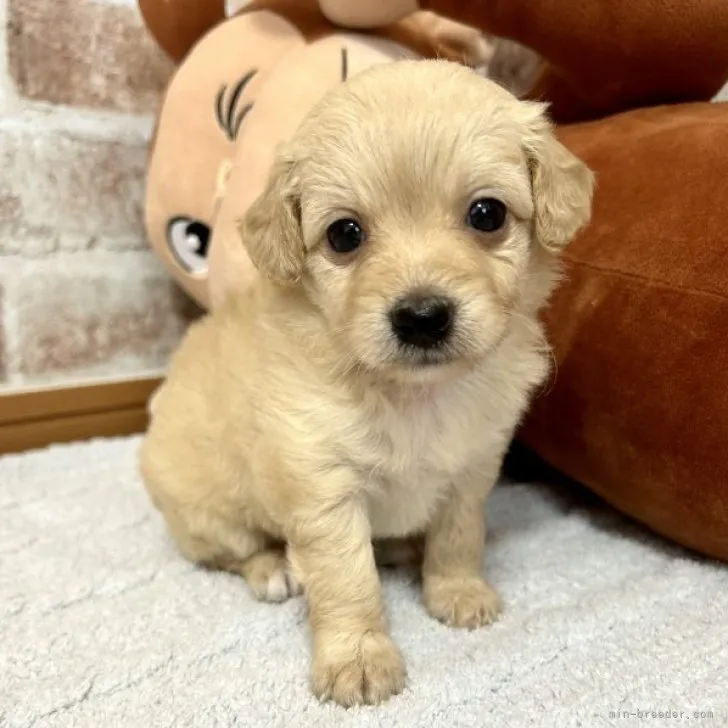 K.T 様のお迎えした子犬