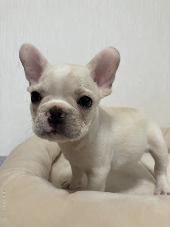 ID：2009-00253の子犬