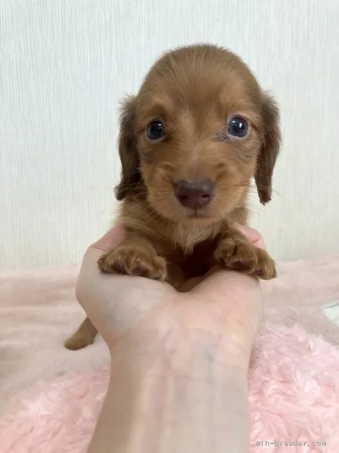 ID：2108-02439の子犬