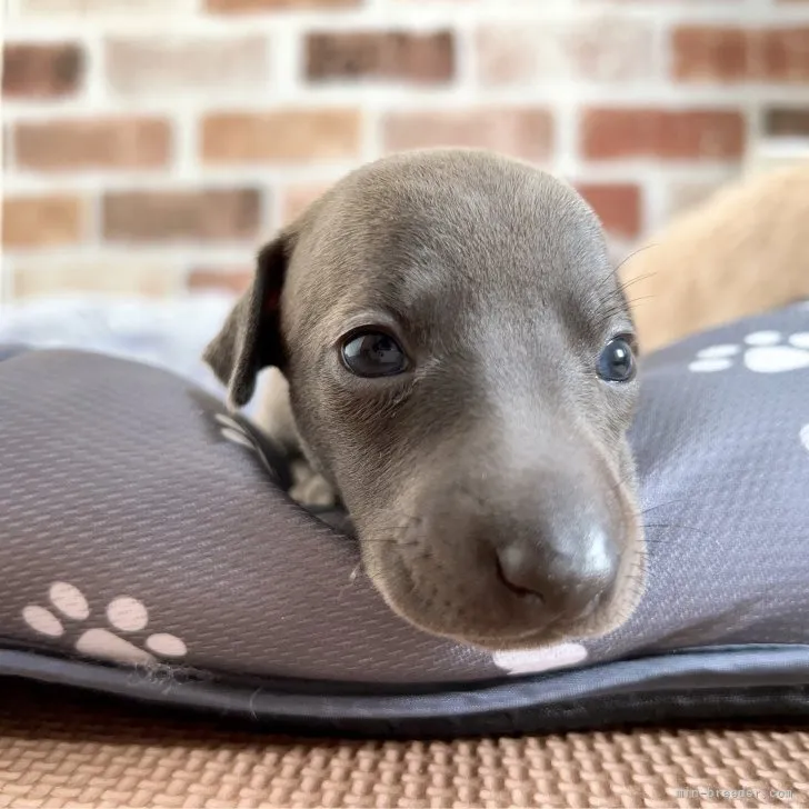 ID:2308-00159の子犬