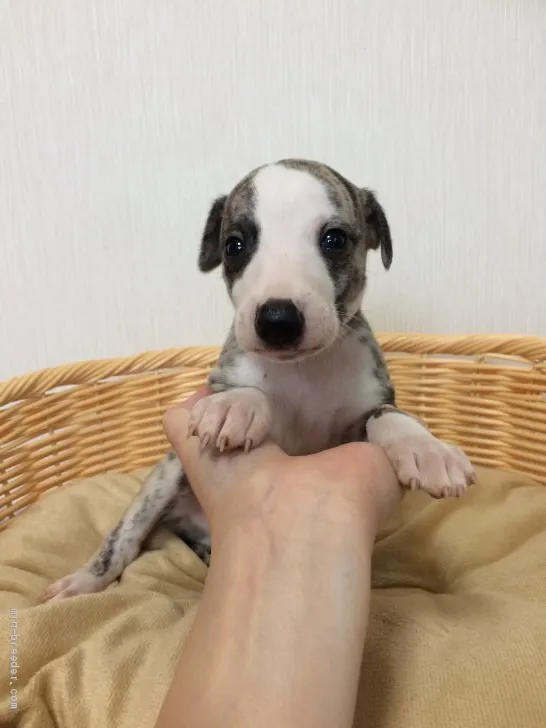 ID：2005-01638の子犬