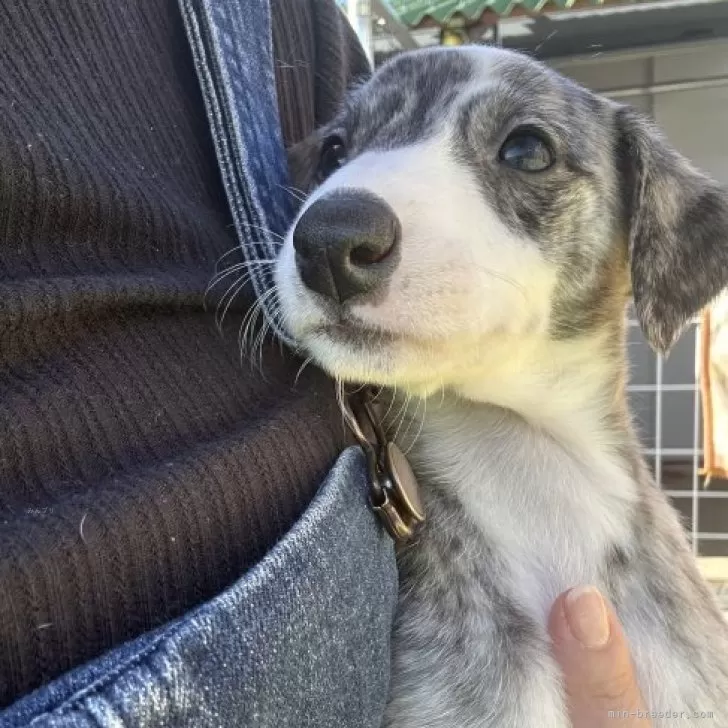 ID:2311-05834の子犬