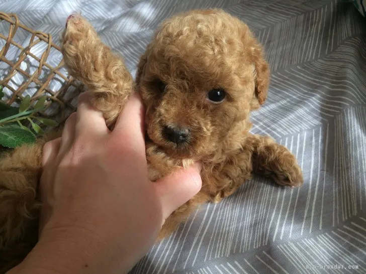 ID：1901-02356の子犬